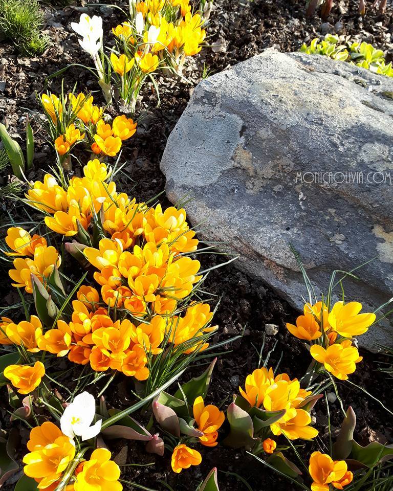 13062298_10206558918271891_8469715589039079215_n