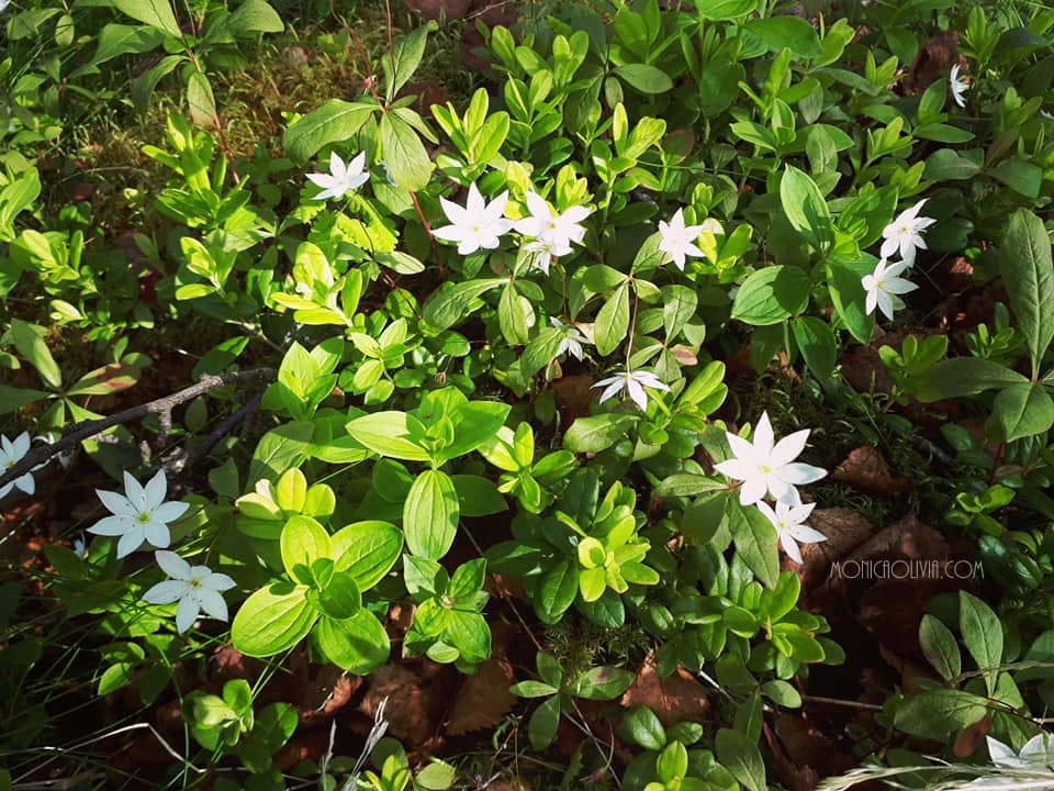 36564946_10212554432676004_6355106135426465792_n