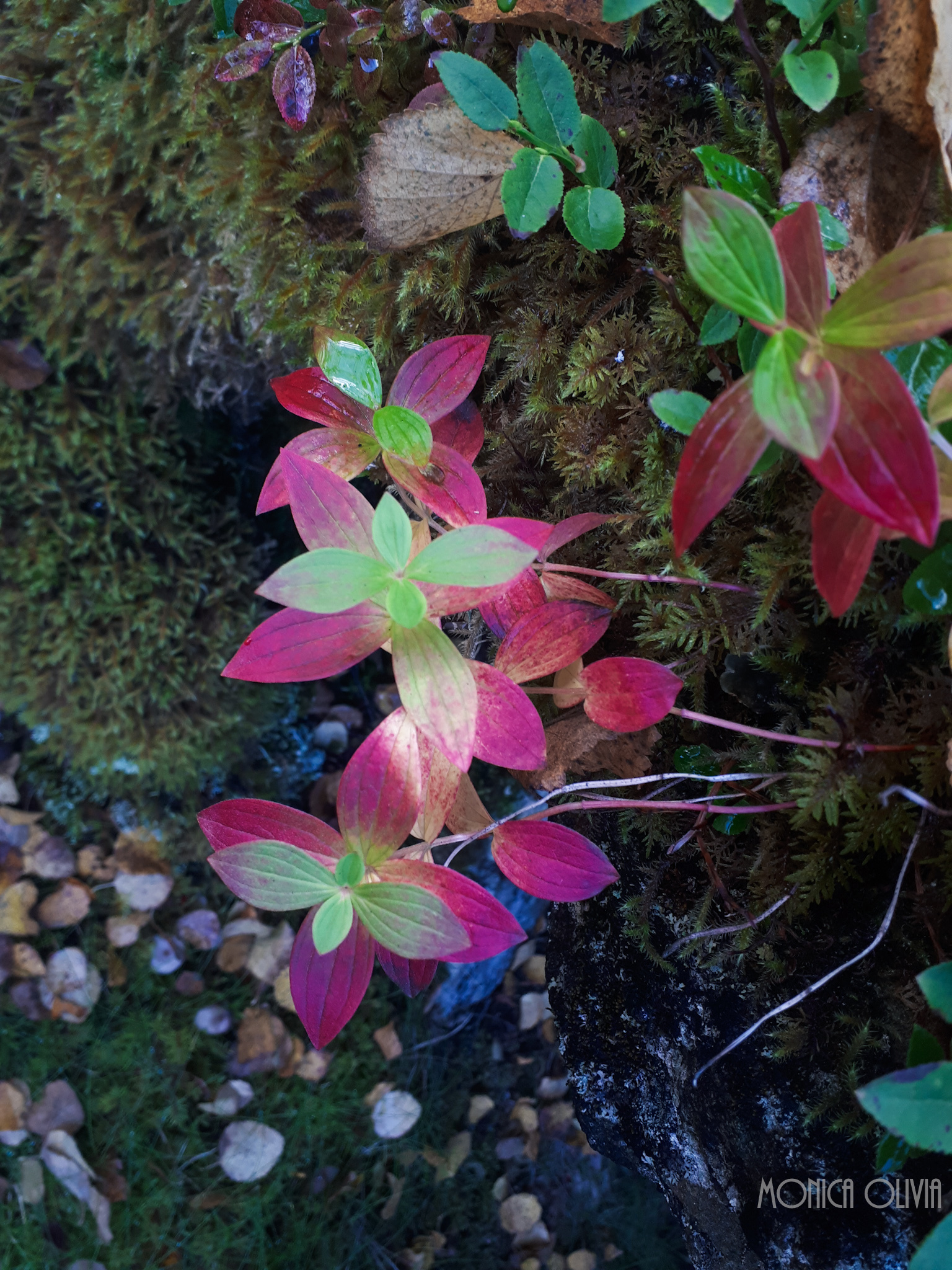 LRM_EXPORT_7987617619436_20180918_133122394